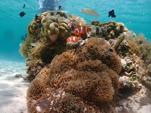 �t�@�C���f�B���O�j���I_CHAMP TOUR �{�Ó�