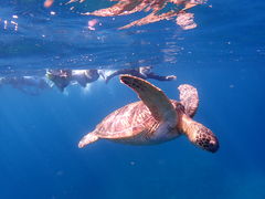 ���ނ���̐Ί_���}�����T�[�r�X�߂̉��Ԃ��ւ̓��e�ʐ^1