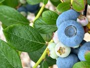 mik����݂̂��_���̓��e�ʐ^1