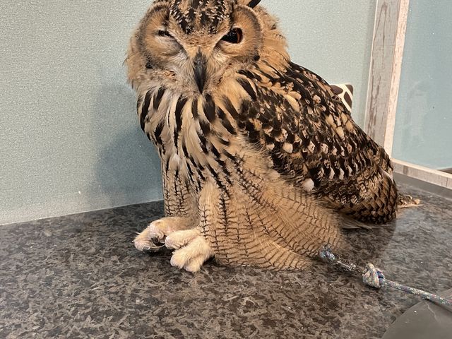 �~�~�Y�N����悹�ł��܂����B_animal cafe fuleca �O�{�X