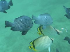 `R`bvp̌ÉF}Nu U}ւ̓eʐ^1