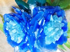 ebh񂳂̗LЎOWM΂ւ̓eʐ^1