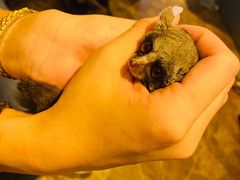 animal cafe fuleca X̎ʐ^1