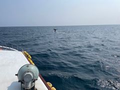 hayapat̊ВmAւ̓eʐ^1