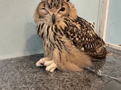 animal cafe fuleca O{Xւ̓eʐ^1