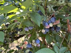 �Ȃ���������̂悱�͂܂����Ѓu���[�x���[�̐X�ւ̓��e�ʐ^1