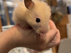 animal cafe fuleca X̎ʐ^1