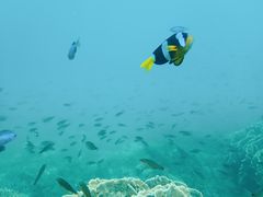 pada̗όU@}NuWCւ̓eʐ^2