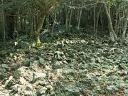 �C�C�ꃉ�C�_�[����̊}�R�֌Q���т̓��e�ʐ^4