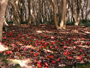 �C�C�ꃉ�C�_�[����̊}�R�֌Q���т̓��e�ʐ^5