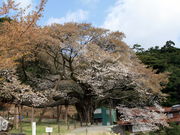 CCꃉC_[̎O啽iwVRLOj̓eʐ^3