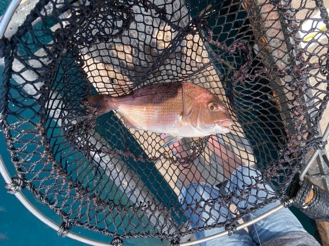 �ϕt���ł��������܂����B�������������I_�C��ނ�x�����]