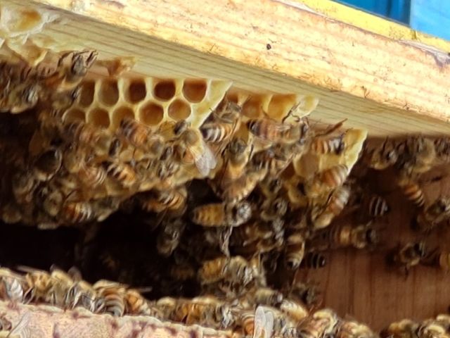 �݂΂��̂���ĂȂ�_berich�{�I��