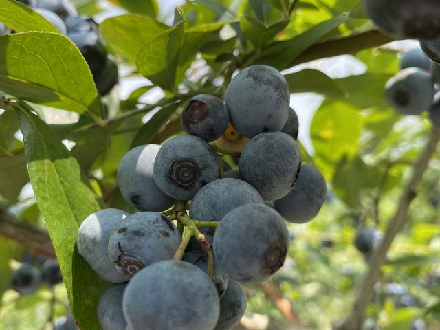 �傫�ȗ�_�����ǃu���[�x���[��