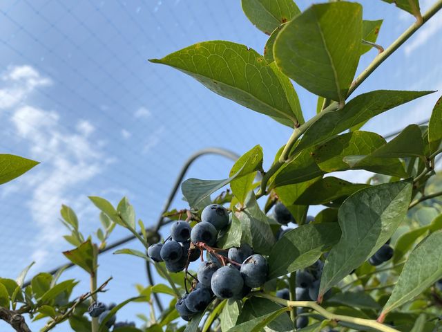 ���V�I;�����������ǔ����������Q_�����ǃu���[�x���[��