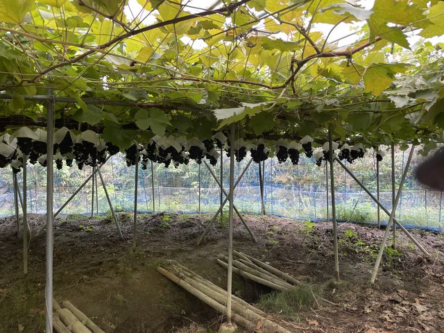 �����Ȏ�_���˂Ƃ������_��(�����s�ό��Ԃǂ��Z���^�[�����x��)