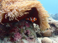 䂤̃V[}bNX_CrONuւ̓eʐ^1