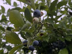 Ղ񂳂̃u[x[ܖւ̓eʐ^1