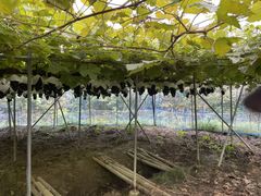 ΂܂܂̂˂Ƃ_(sόԂǂZ^[x)ւ̓eʐ^1