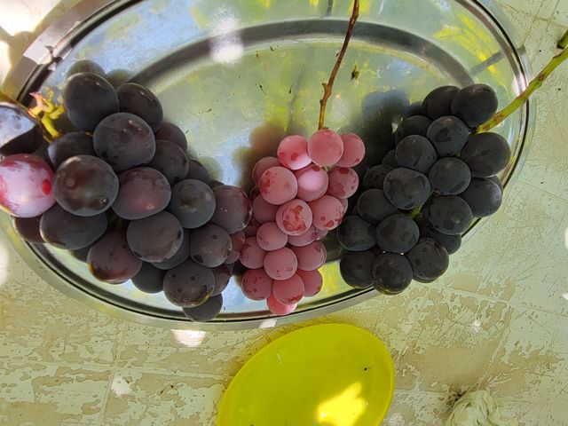 �����傫��_��{�Ԃǂ���艀