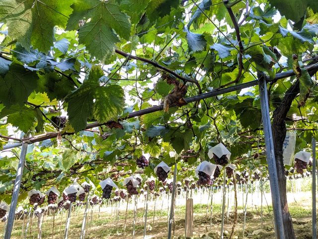 �v������蒎�����炸�A���A�ŉ��K�ł���_�[���̋u�ό��_��(�����s�ό��Ԃǂ��Z���^�[�����x��)