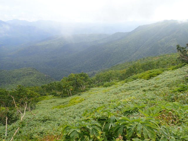 大雪山の高山植物群落】アクセス・営業時間・料金情報 - じゃらんnet
