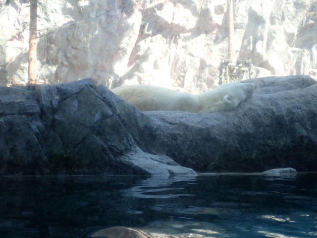 ���R������