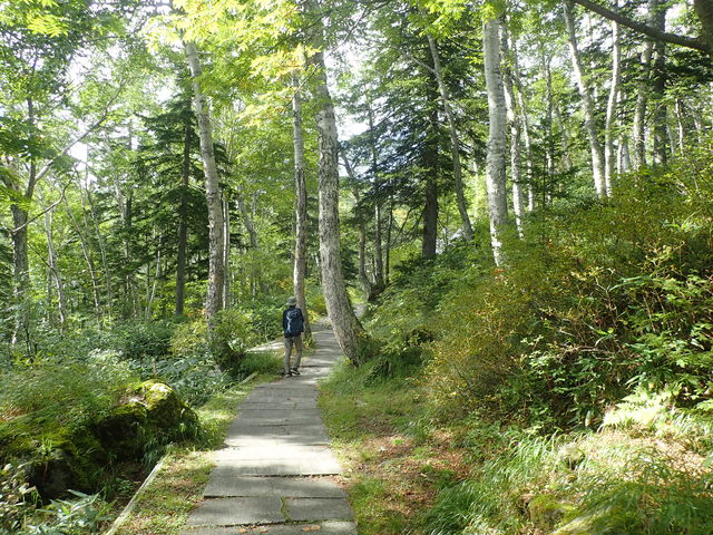 高山植物 大雪山の自然 大雪山の高山植物群落】アクセス・営業時間・料金情報 - じゃらんnet
