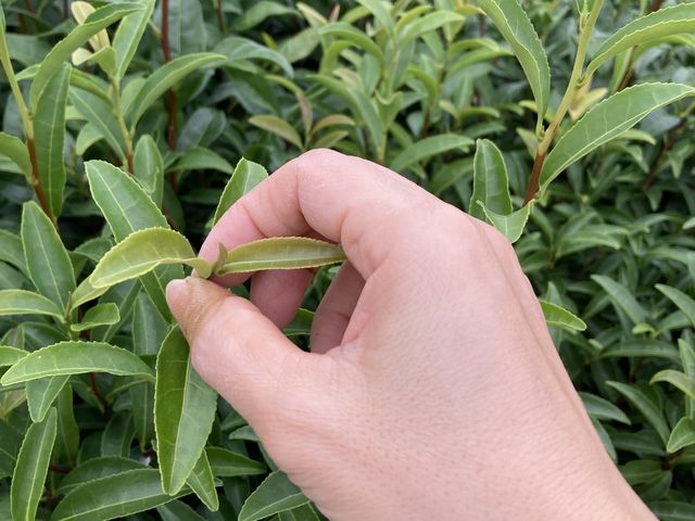 �ۂ����Ɛ܂��̂��C��������_���u�蒃�̌��R�[�X