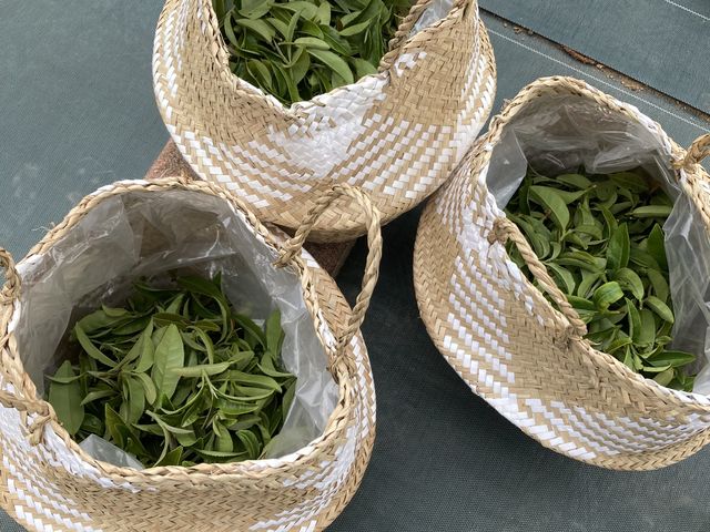 30~40���قǂŎ��n_���u�蒃�̌��R�[�X