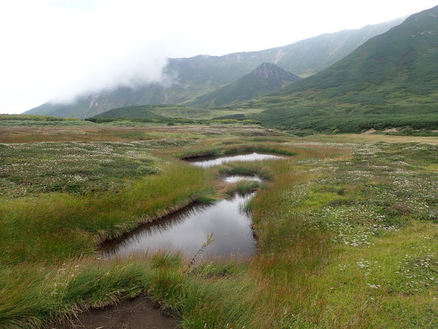 大雪山の高山植物 - YouTube