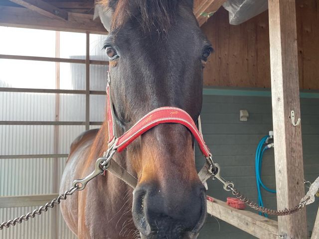 �A�X�[���A���e���B���̓f�B�[�v�C���p�N�g�I�@���S�n�͕����l����Ă��܂��B�l�ɗD���������R�ł�_���񂳂�q��