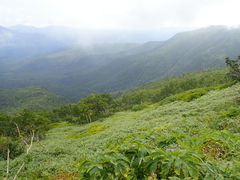 大雪山の高山植物を堪能する――。本当のところ、あまり教えたく