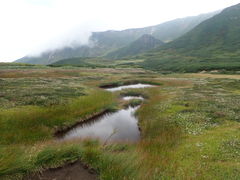 高山植物 大雪山の自然 高山植物の楽園、北海道・大雪山。豊かで変化の大きい自然環境に