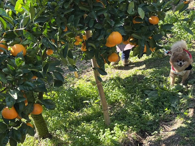 �����͎��R�Ƀ����R�����[�h�����ĕ����܂��B�X�΂�����̂ŁA�����₷���C���������߂ł�_�����΂ȉ�