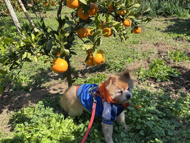 �V�����喞���I_�����΂ȉ�