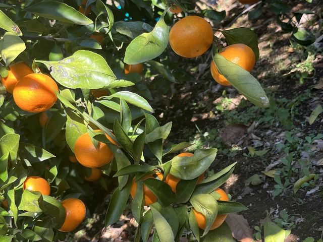 ���������݂���_�O�x��