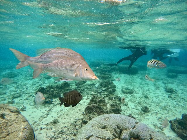 ����ȋ����ԋ߂Ō���܂��I_CHILL DIVE