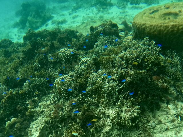 �X��̒��ɔM�ы��B_CHILL DIVE