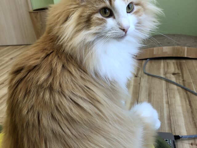 �Ŕ��L�̃J���[�����_���e�T���̔L�J�t�F �ɂ�񂸂͂���