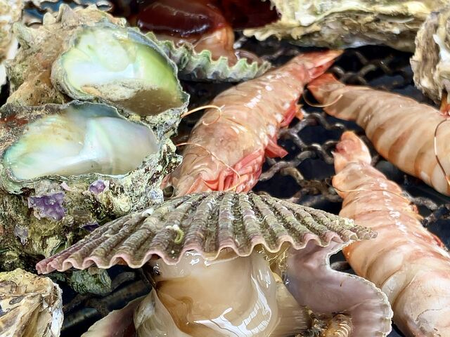 �J�L�A�T�U�G�A�q�I�E�M�L�A�V�N�ŏĂ����ẮA�ō��Ɋy���������ł��B_�L�h�ہ@�J�L�̍��X��