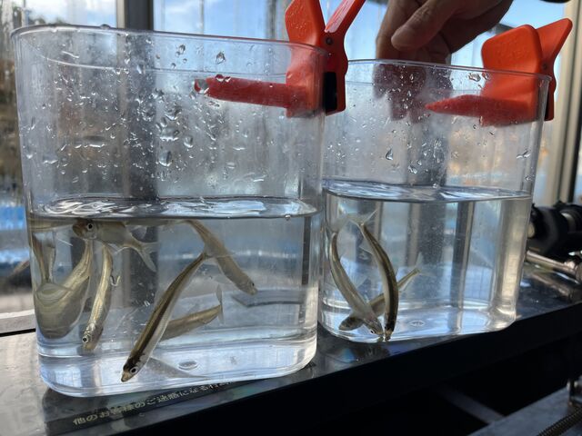 �A�ꂽ���J�T�M_NaturaBase