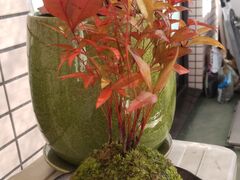 ۋʍH[ TACHIOKAYA̎ʐ^1