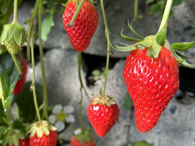 ���\�Ƃ��Ԃ��傫�Ȃ������������߂ł��B_�}���C�_��