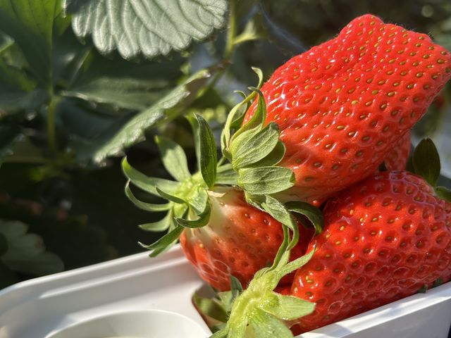 �������Ȃ�����_�{�c��������