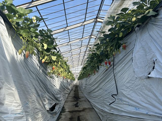 �ʐ^����_�{�c��������