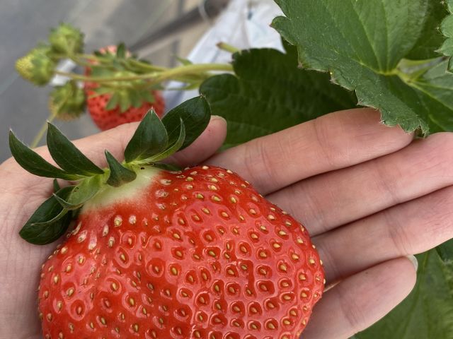 �傫���ĊÂ���������䕁B_�X�g���x���[�t�@�[��BERRYBERRYBERRY