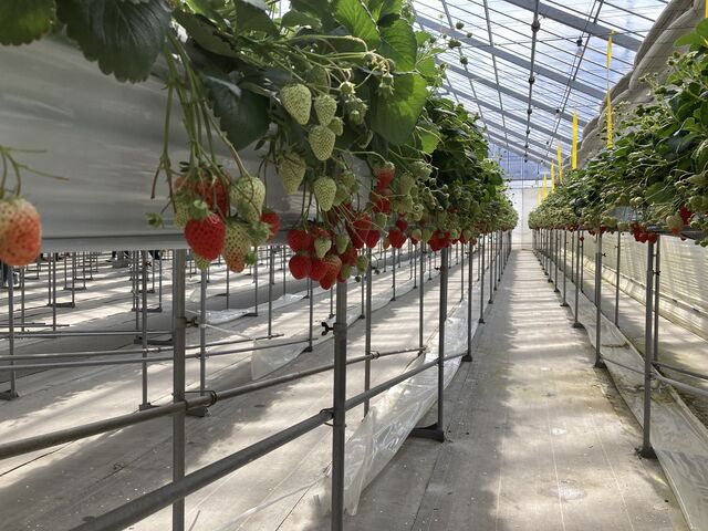 ��������������Ă��ĕ����₷���ł�_�x���[�Y�t�@�[���@FUSHIMI