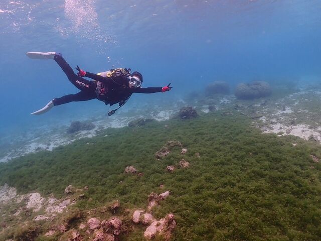 �t�[�h�x�X�g���؂肵�Ċ����y���I_BLUE TABBY