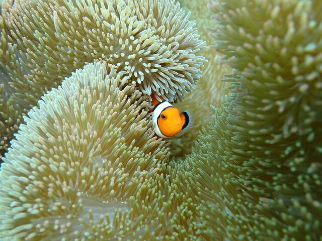 �j���ɂ���܂���_BLUE TABBY